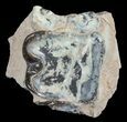 Hyracodon (Running Rhino) Tooth - South Dakota #60949-2